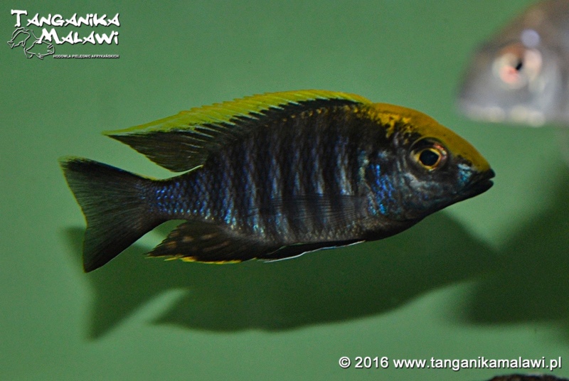 Aulonocara maylandi 'Luwala Reef'